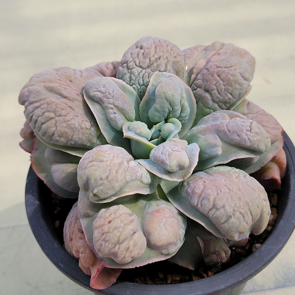Thumbnail: Echeveria Heytoon 
