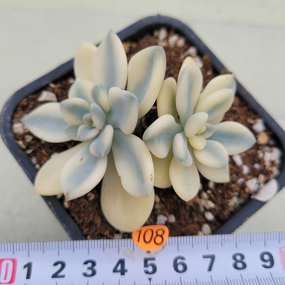 Thumbnail: Echeveria Peach Beauty variegated 