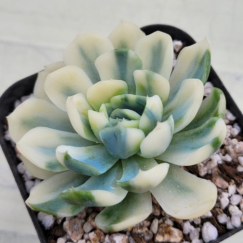 Thumbnail: Echeveria Lemon Berry variegated 
