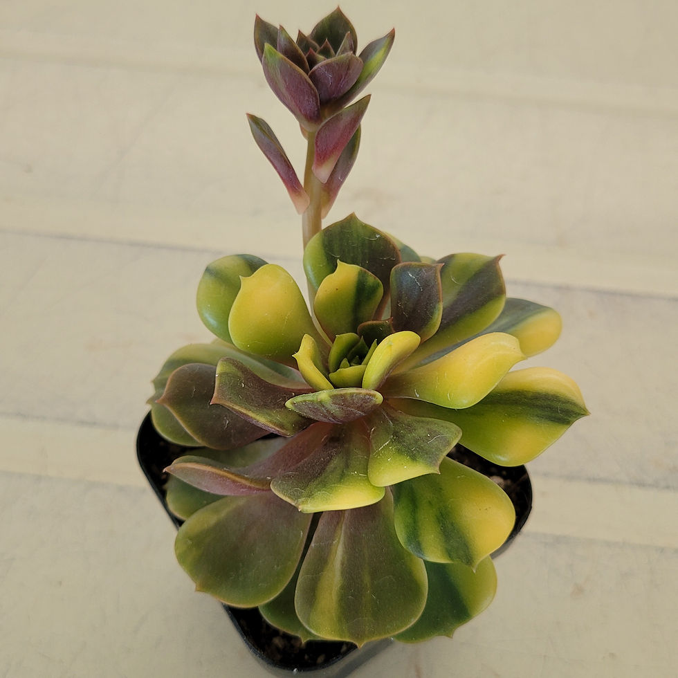 Thumbnail: Echeveria Vampire Red ball variegated 
