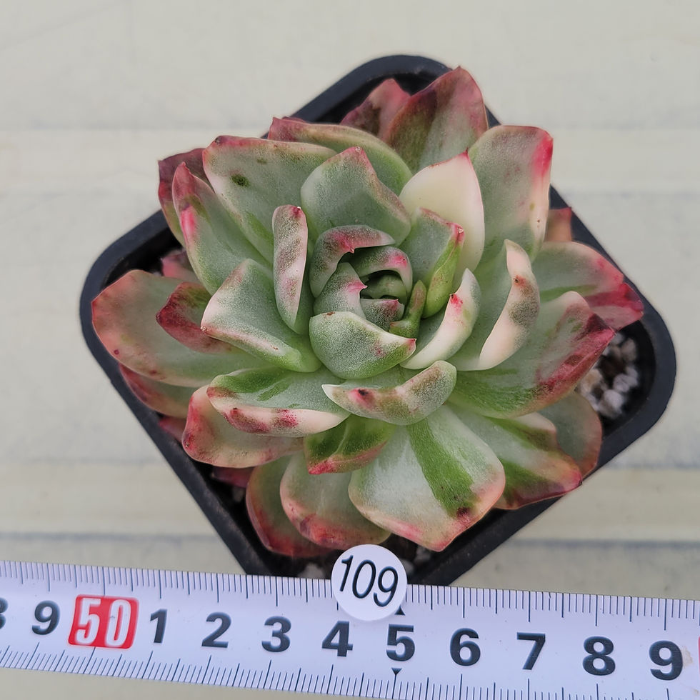 Thumbnail: Echeveria Crimson Lilac variegated 