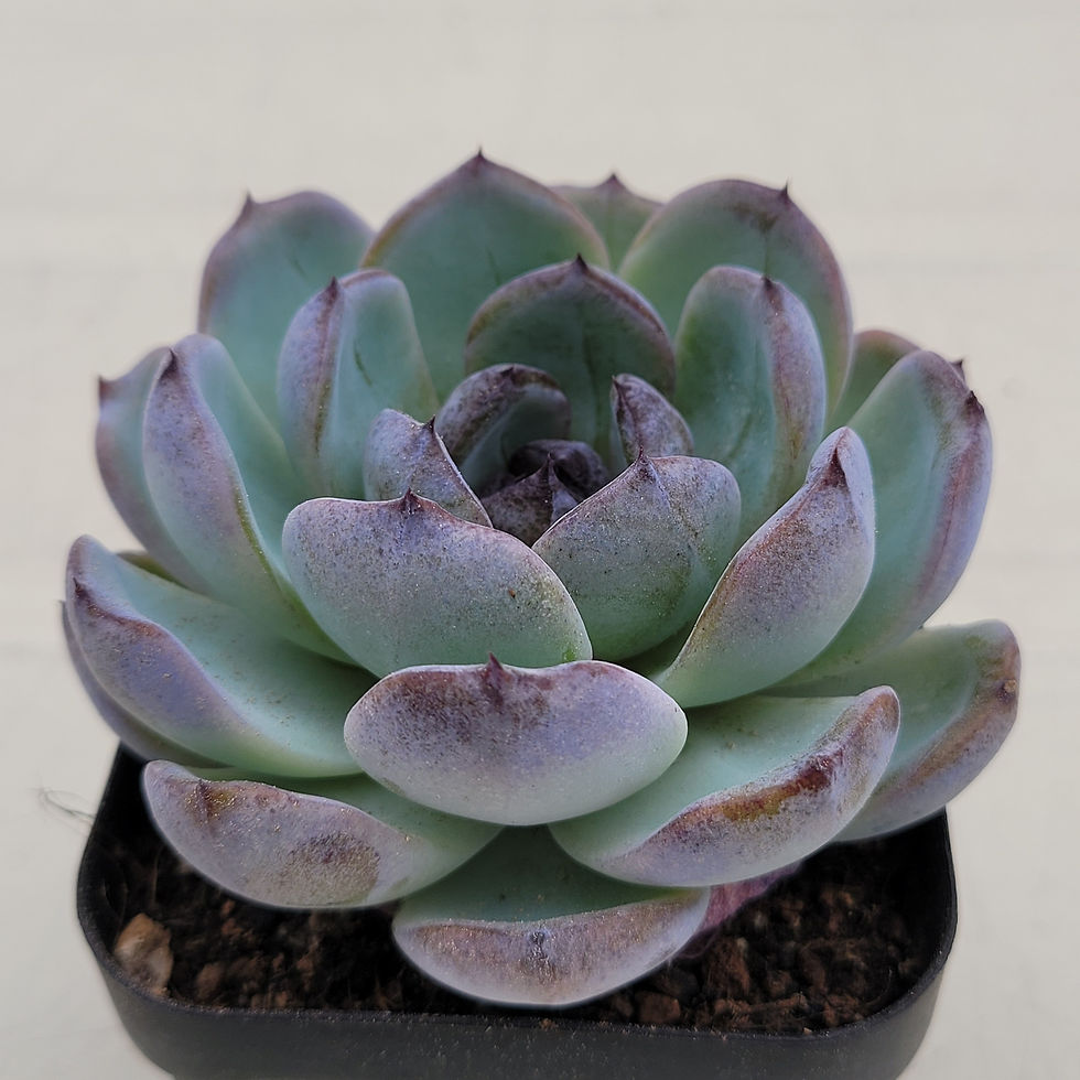 Thumbnail: Echeveria Dark Opal 