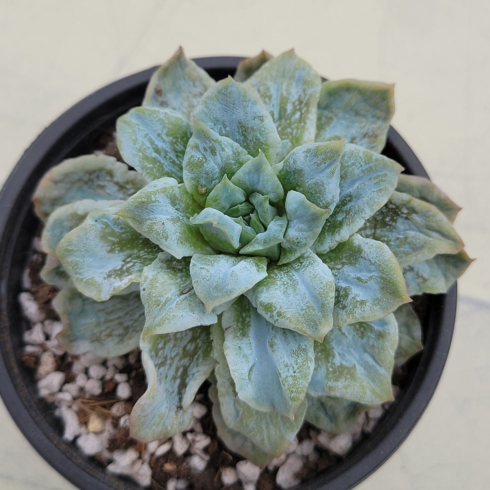 Thumbnail: Echeveria Bubble Rose variegated 