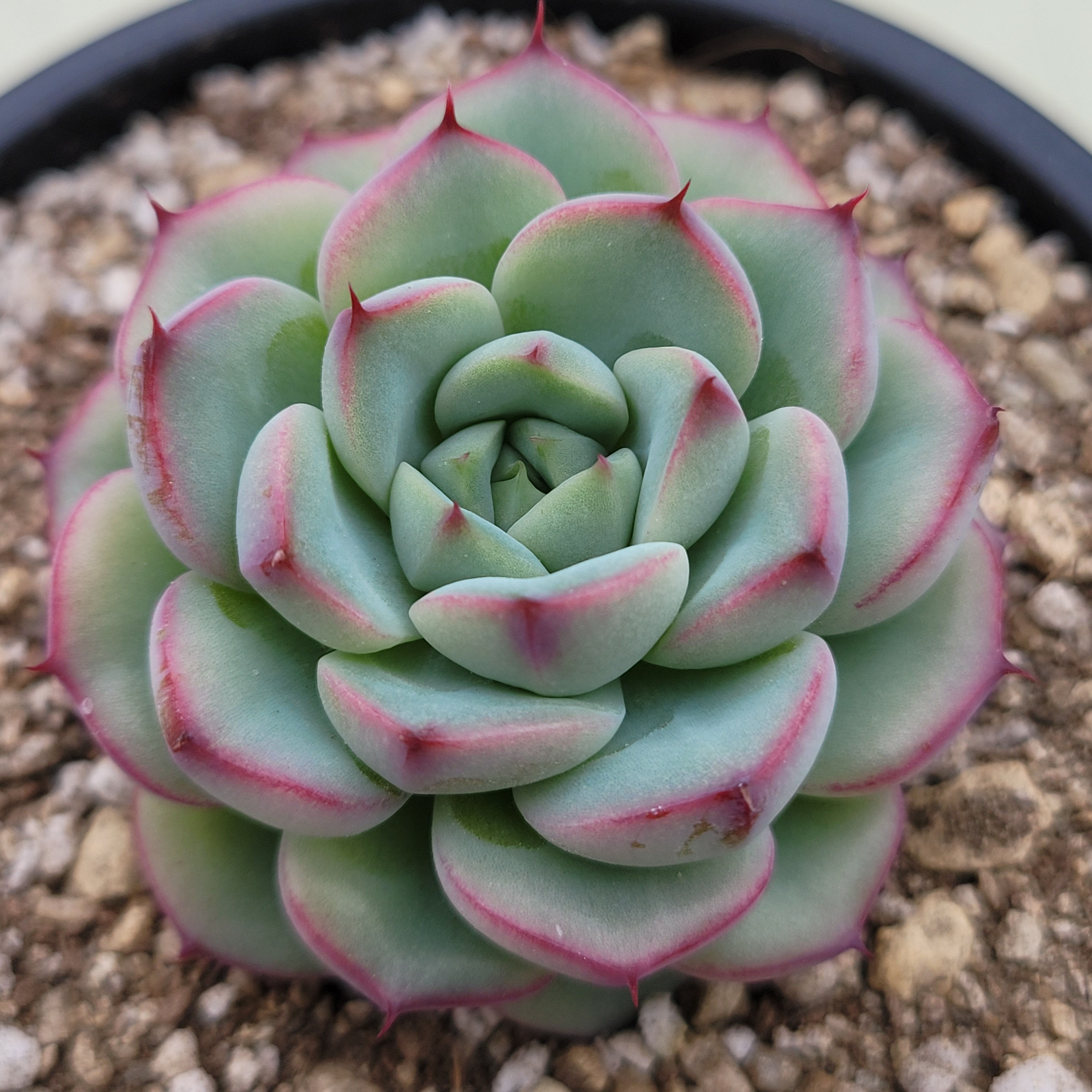 Echeveria Labubu 
