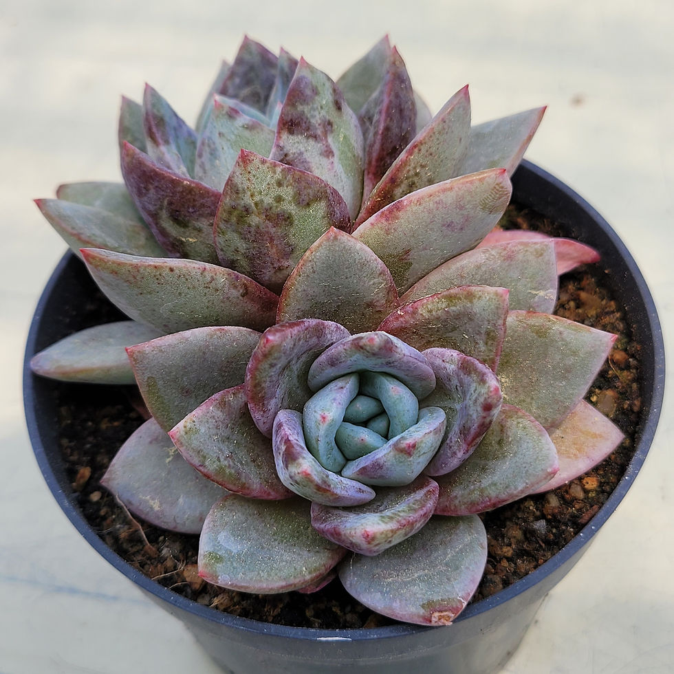 Thumbnail: Echeveria German Champagne variegated 