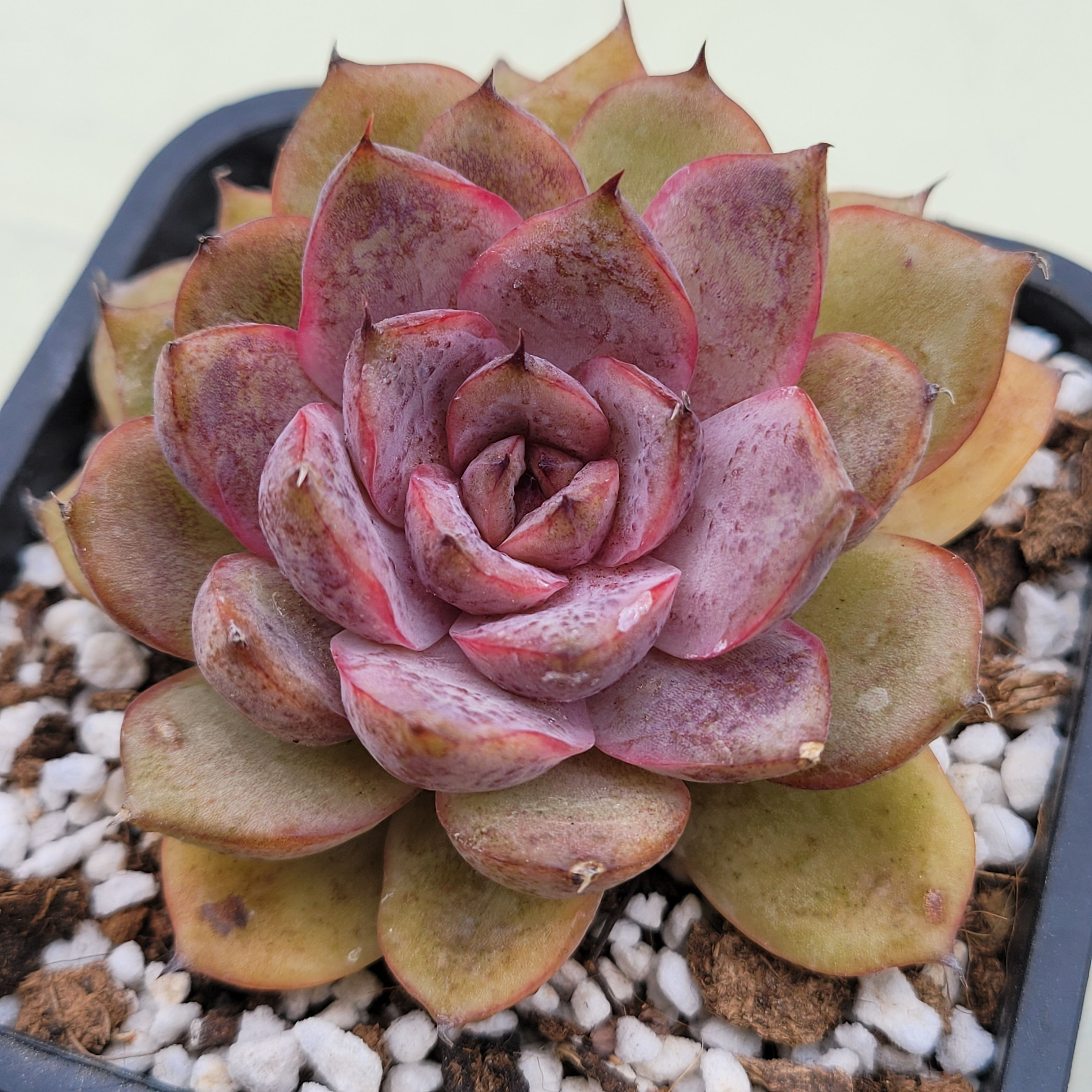 Echeveria Mirinae 