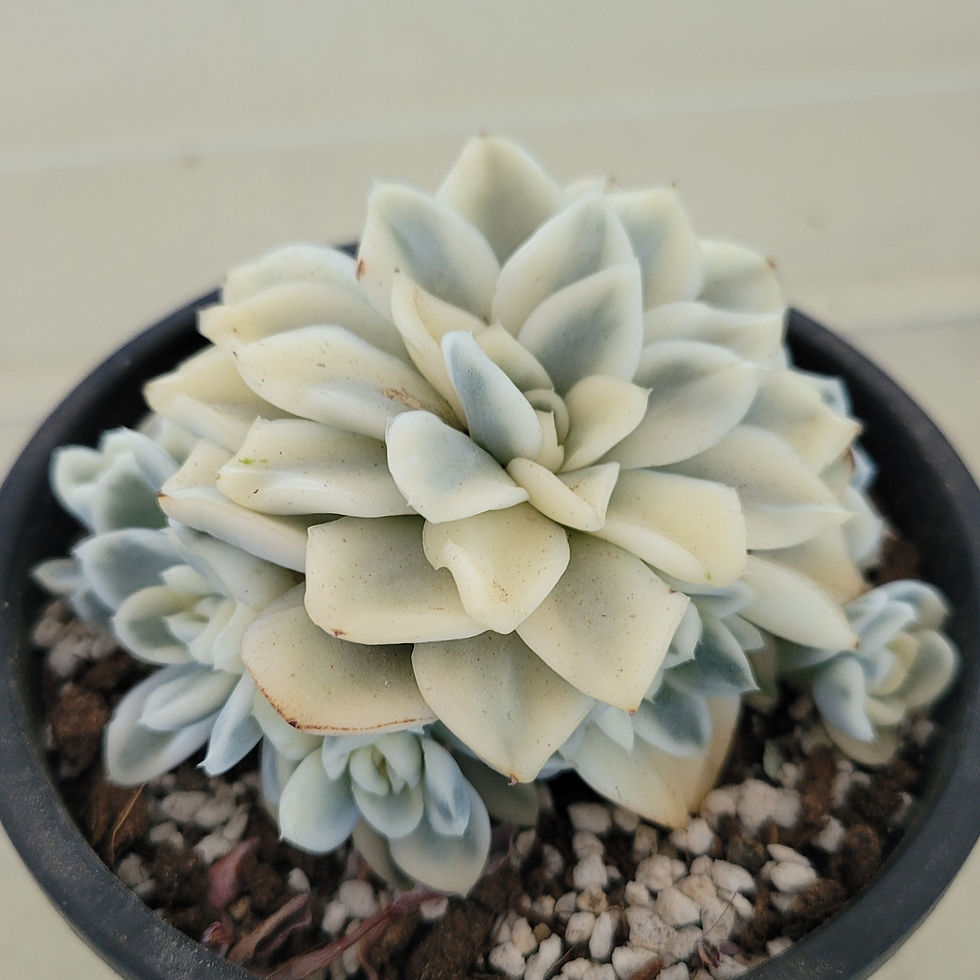 Thumbnail: Echeveria Snow Flower variegated 