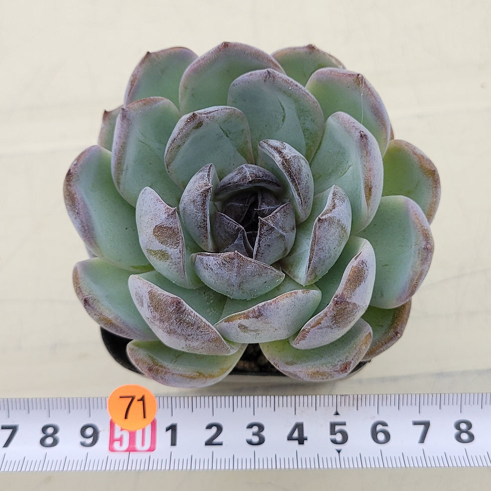 Thumbnail: Echeveria Dark Opal 