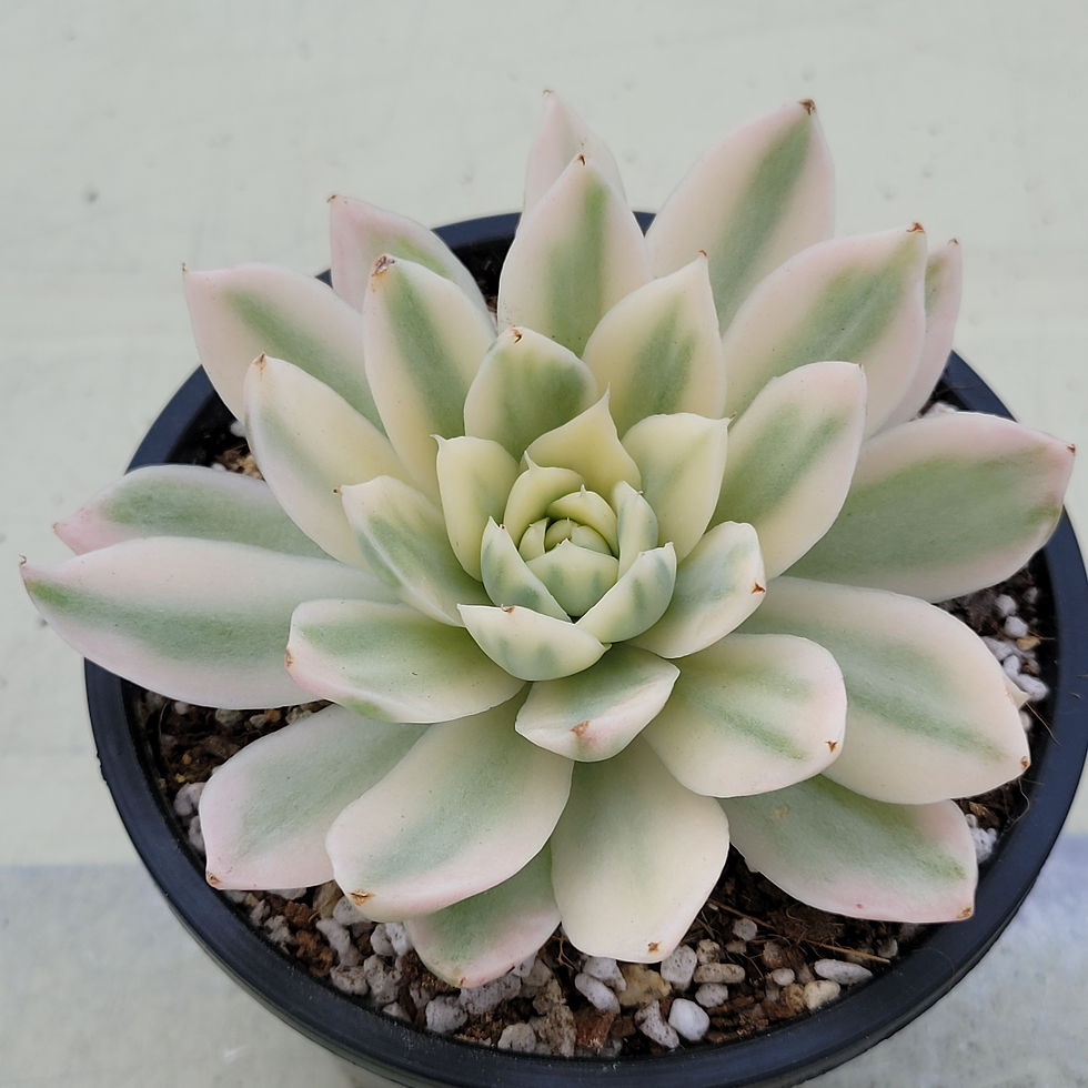 Thumbnail: Echeveria Paper Crane variegated 