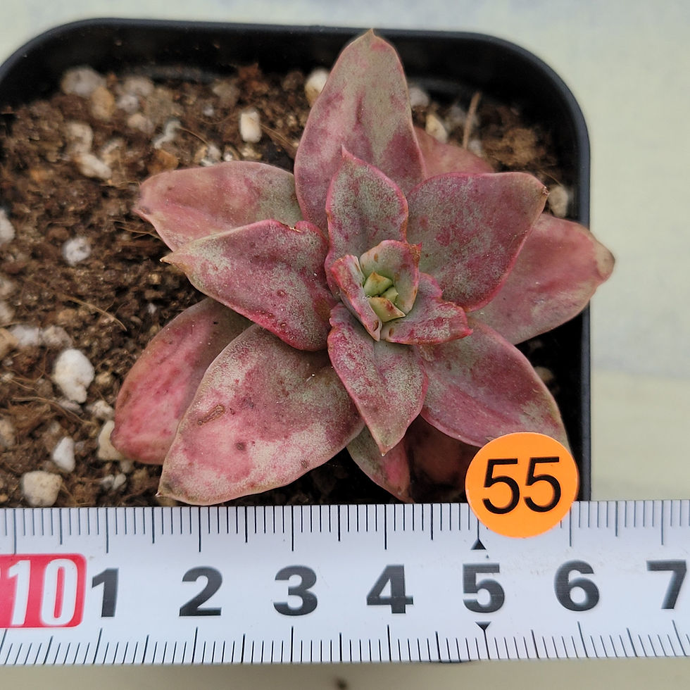 Thumbnail: Echeveria Blood Snow 
