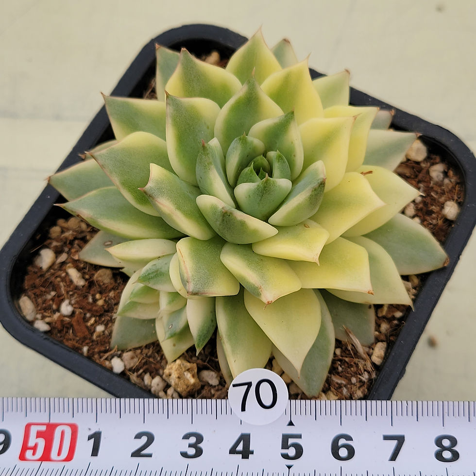 Thumbnail: Echeveria turgida variegated 