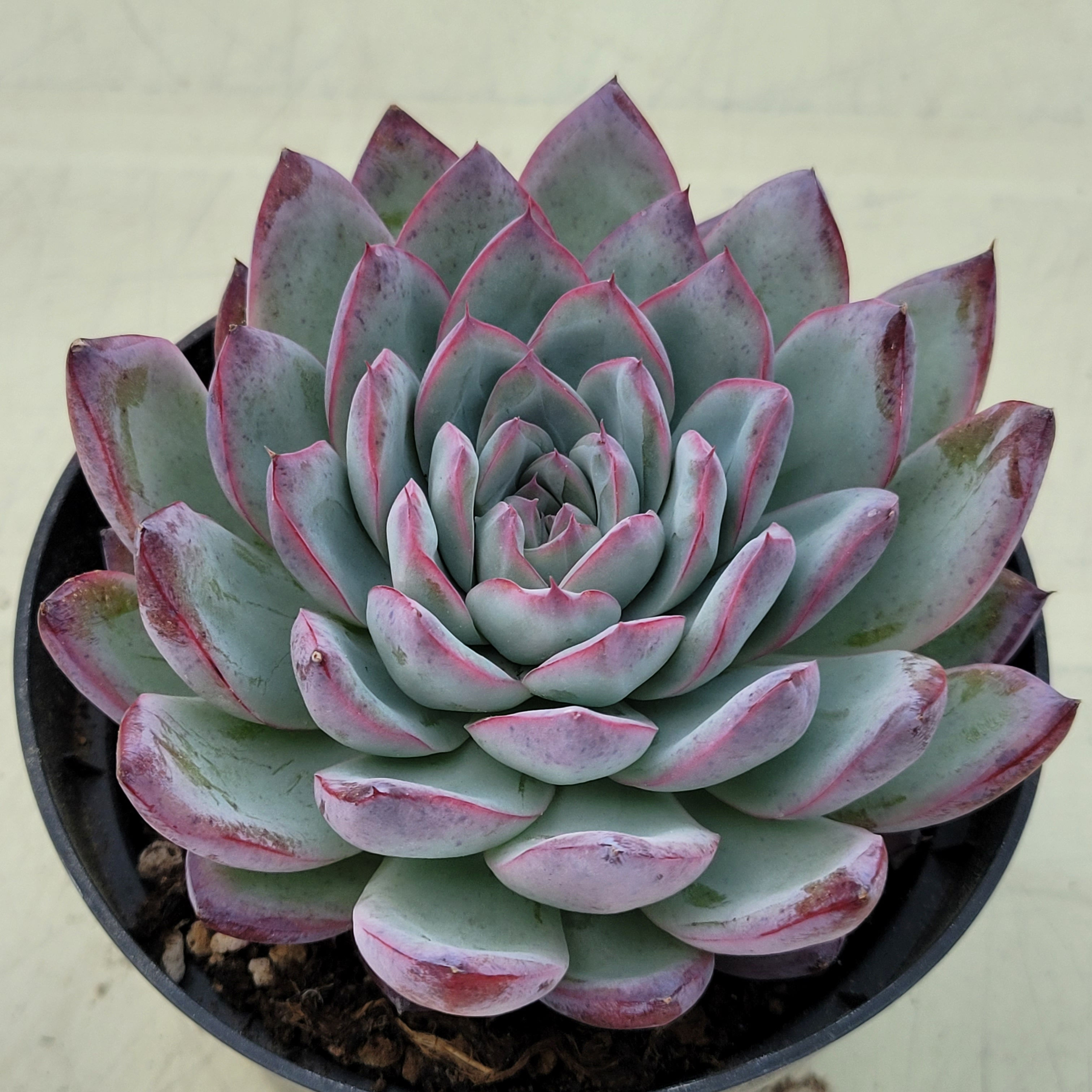 Echeveria Povega 