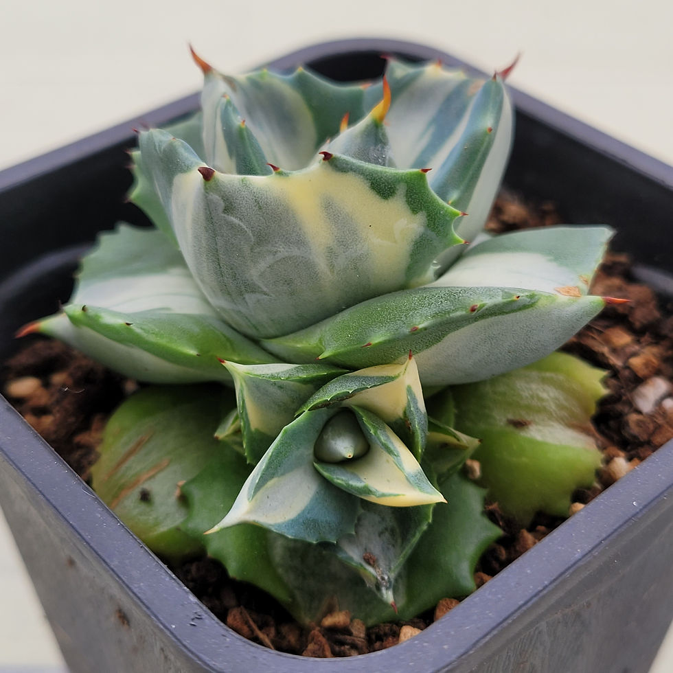Thumbnail: Agave Potatorum variegated 