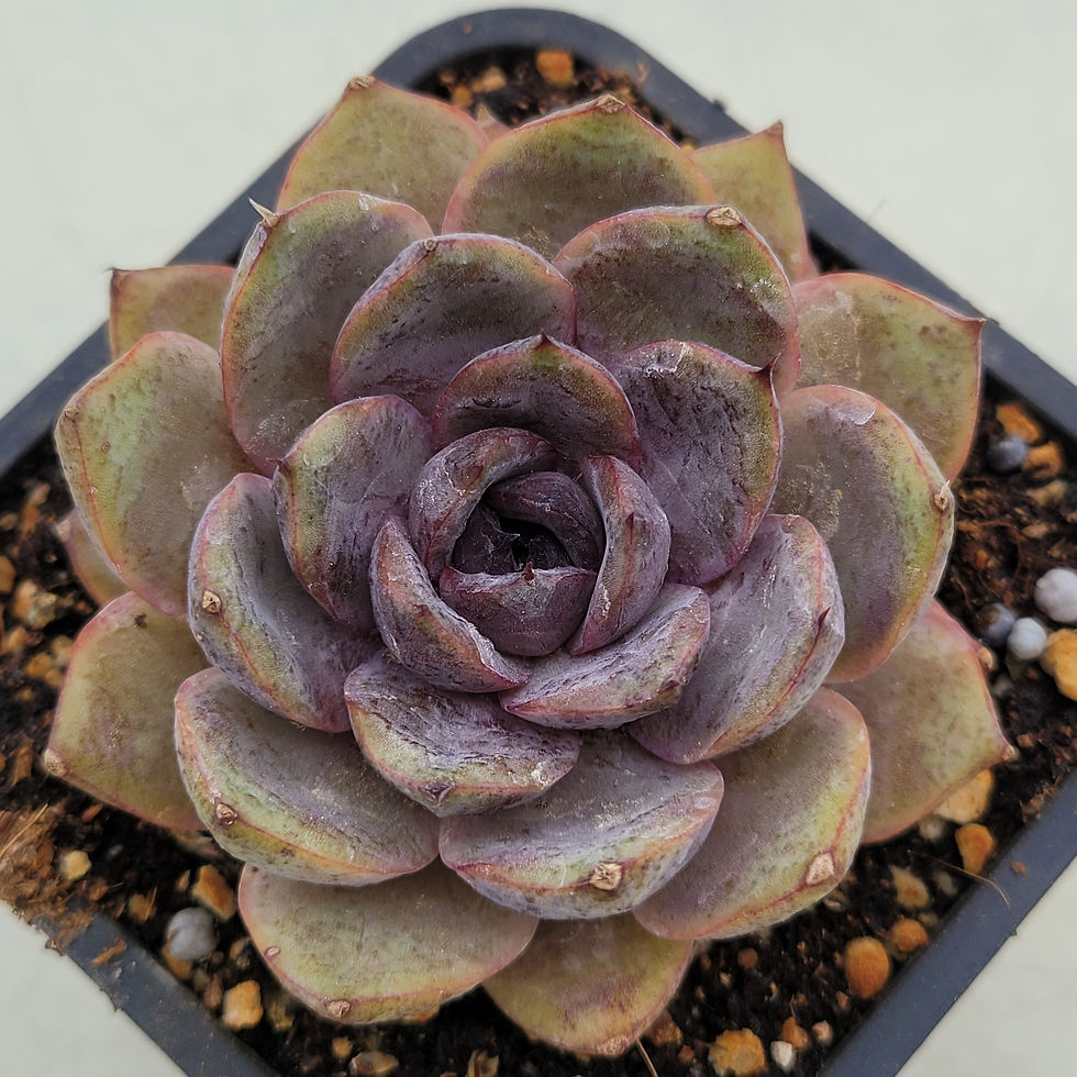Thumbnail: Echeveria Mirinae 