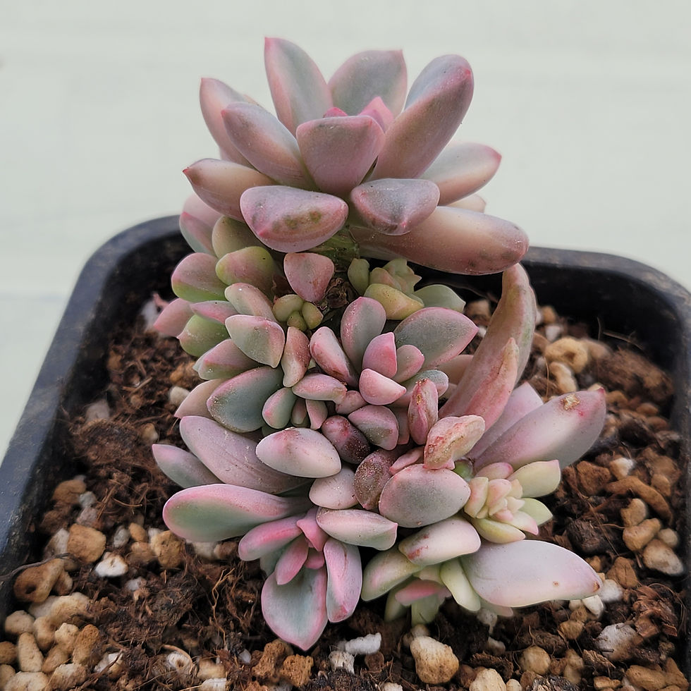 Thumbnail: Echeveria Pink Rezly variegated 