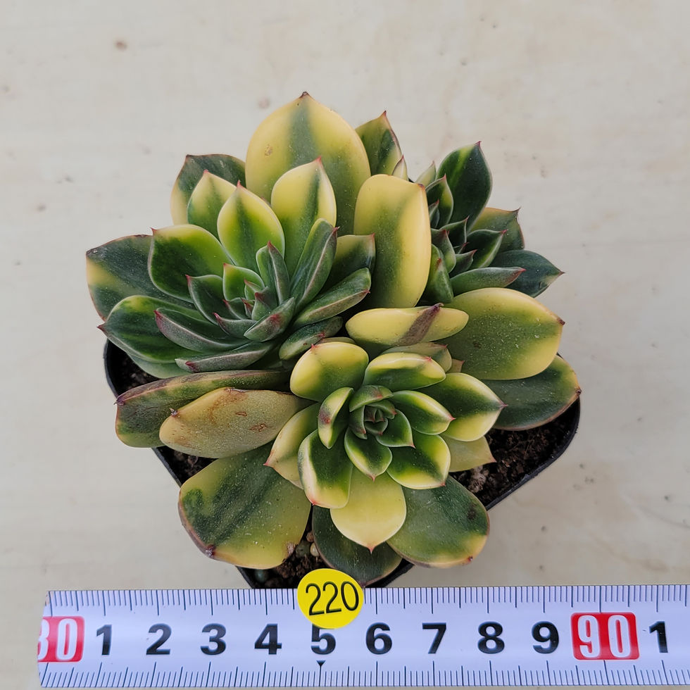 Thumbnail: Echeveria Rudolf variegated cluster 