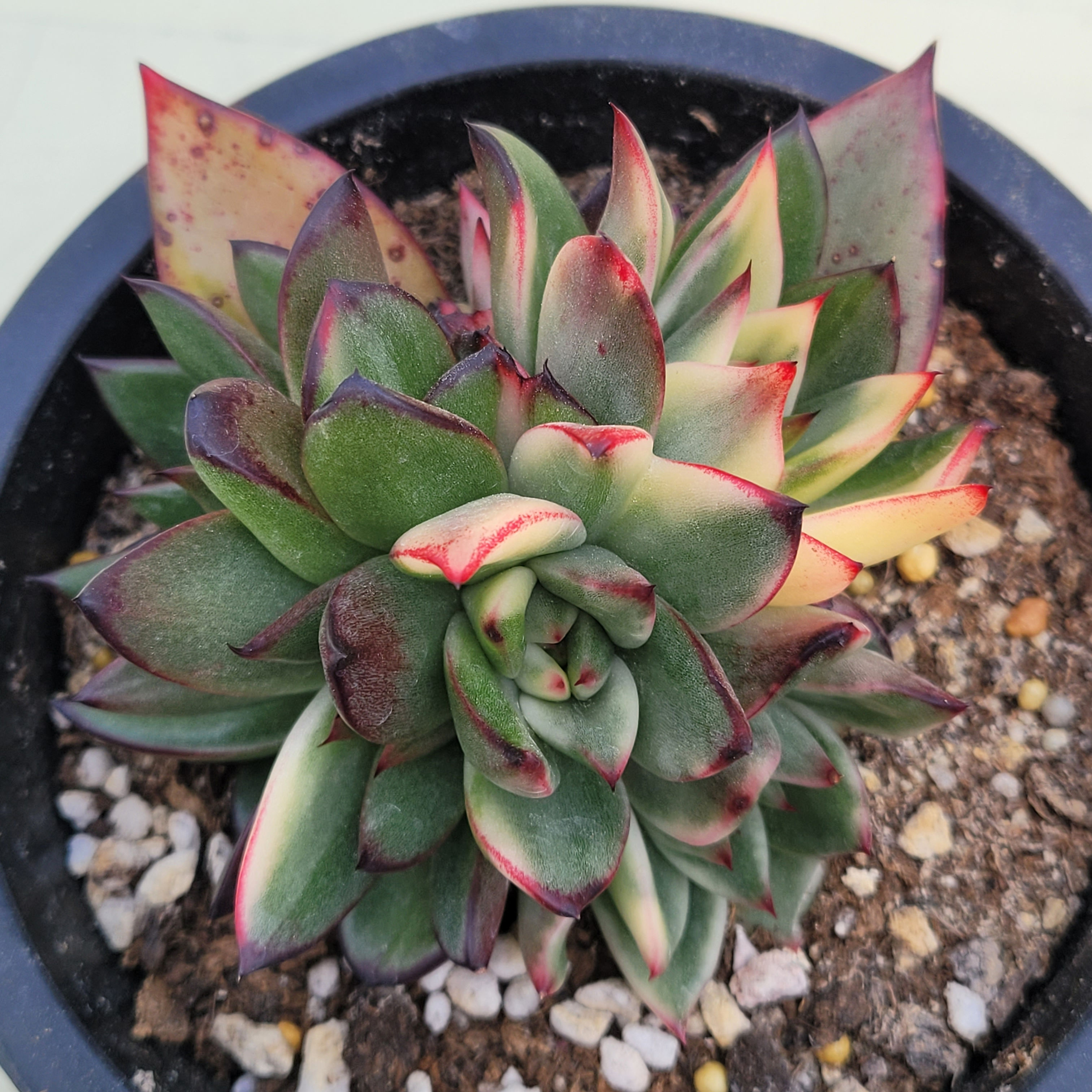 Echeveria Flame variegated 