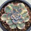Thumbnail: Echeveria Orion variegated 