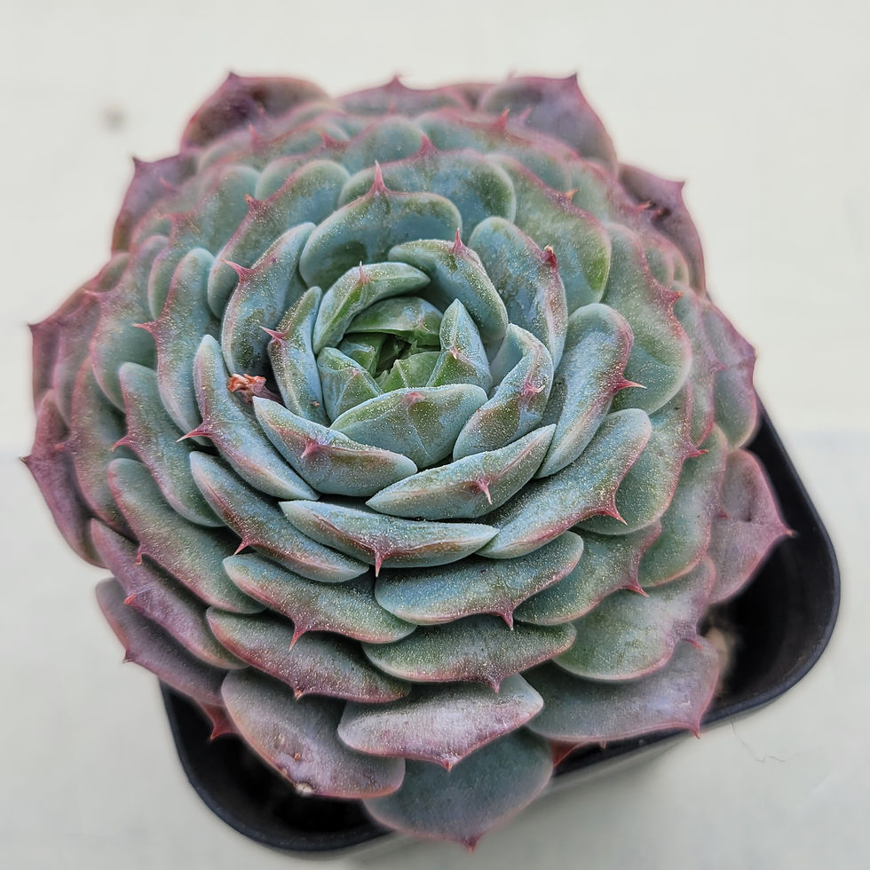 Thumbnail: Echeveria Mon Petit 