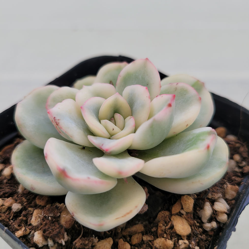 Thumbnail: Pachyveria cv Worthy one variegated 