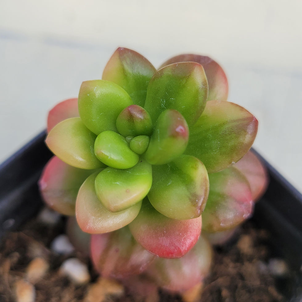 Thumbnail: Sedum Lucidum Obesum variegated 