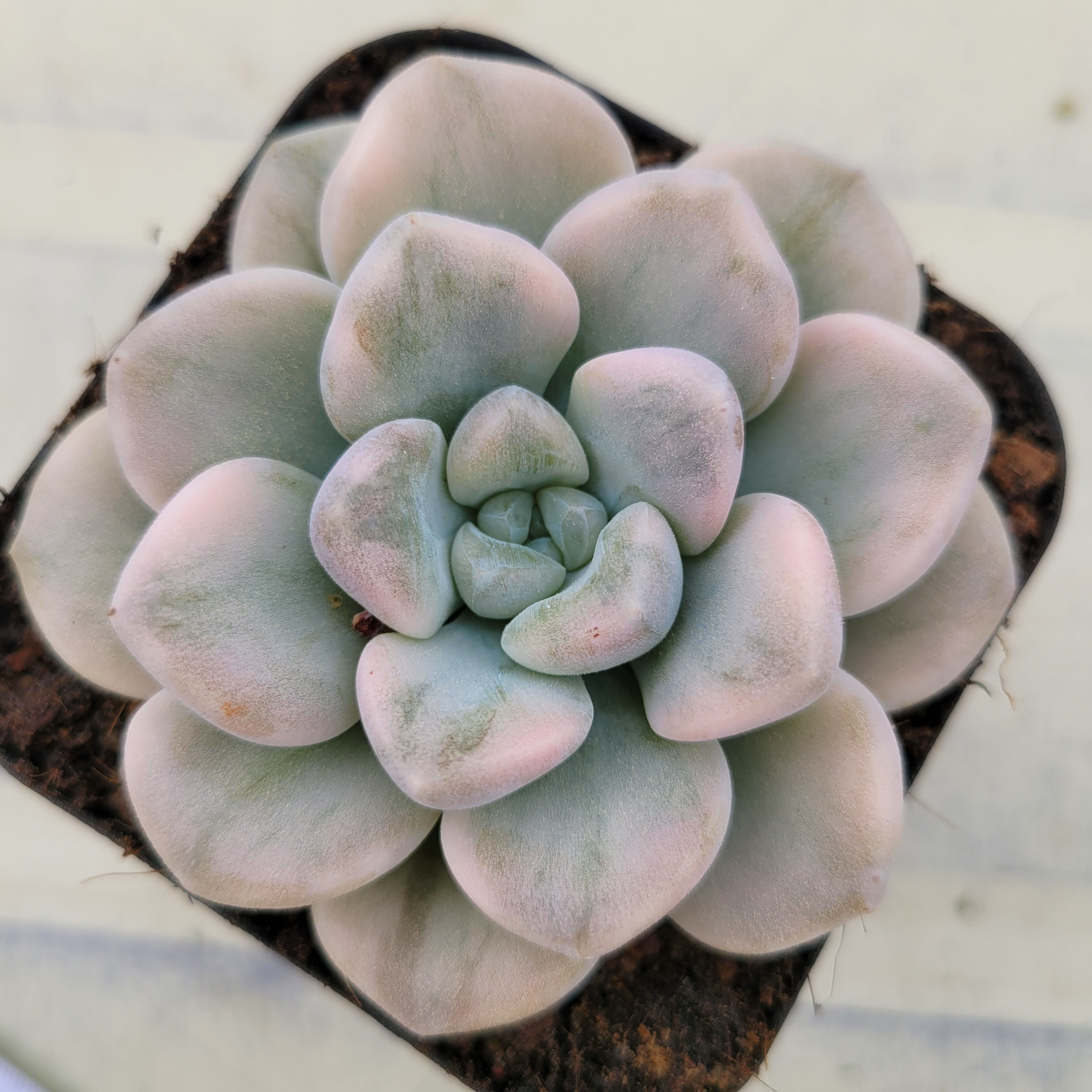 Echeveria Bubble Bomb variegated 
