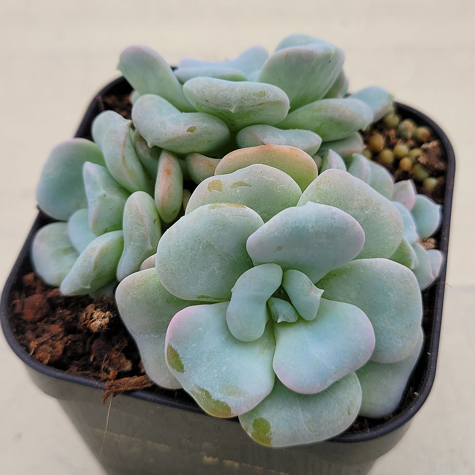 Thumbnail: Echeveria Heart Song cluster 