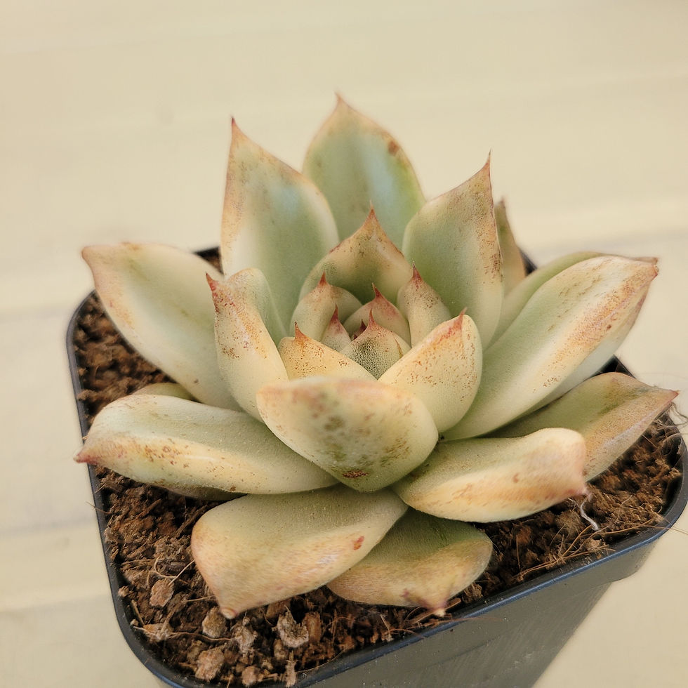 Thumbnail: Echeveria Agavoides Black Rose variegated 