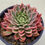 Thumbnail: Echeveria Nabillera variegated 