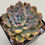 Thumbnail: Echeveria Orion variegated 