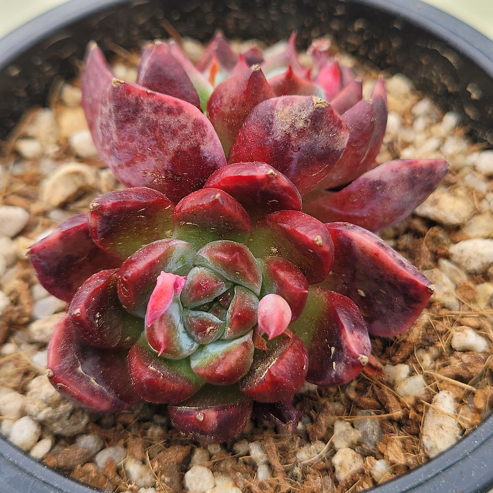 Thumbnail: Echeveria Dark Perfume 