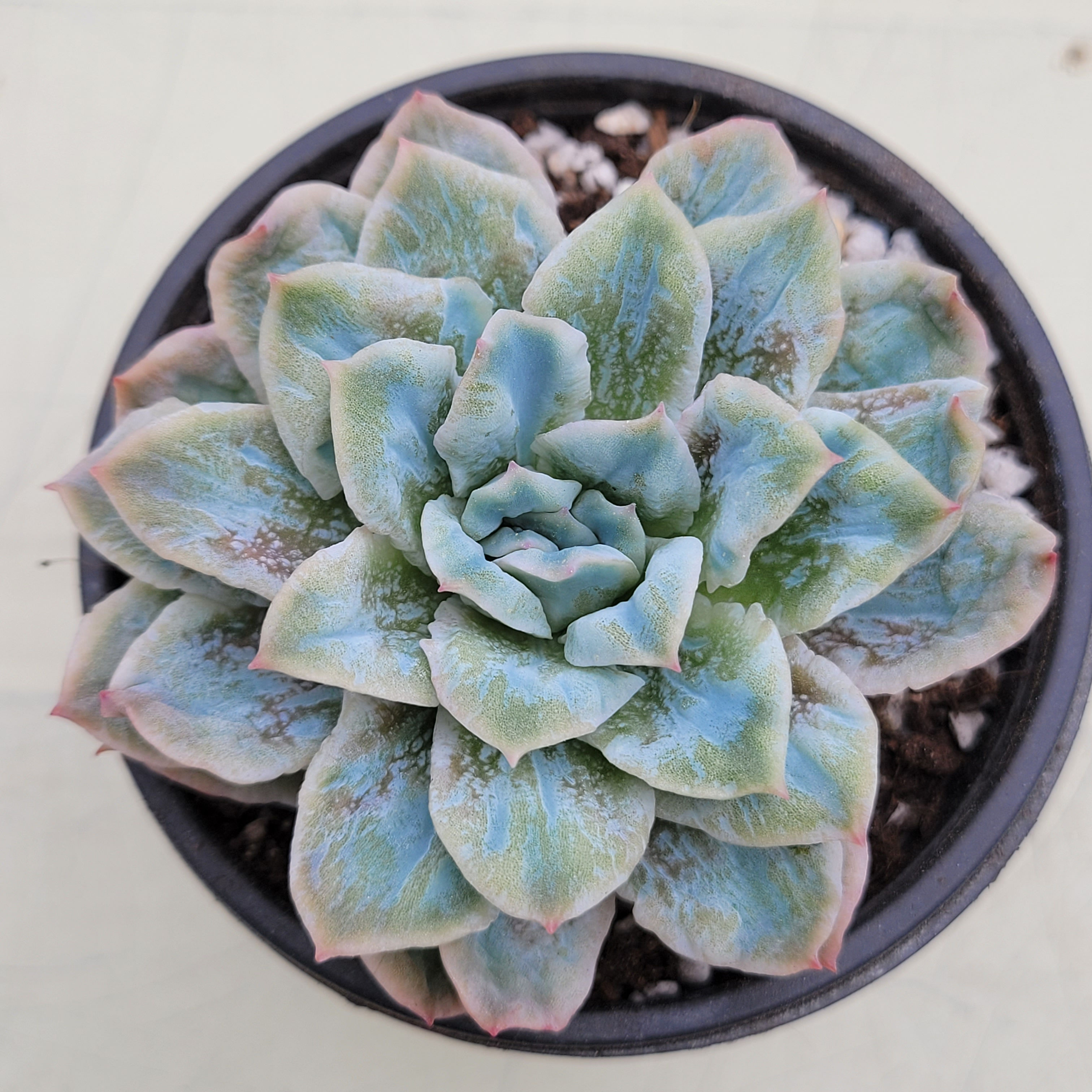 Echeveria Bubble Rose variegated 