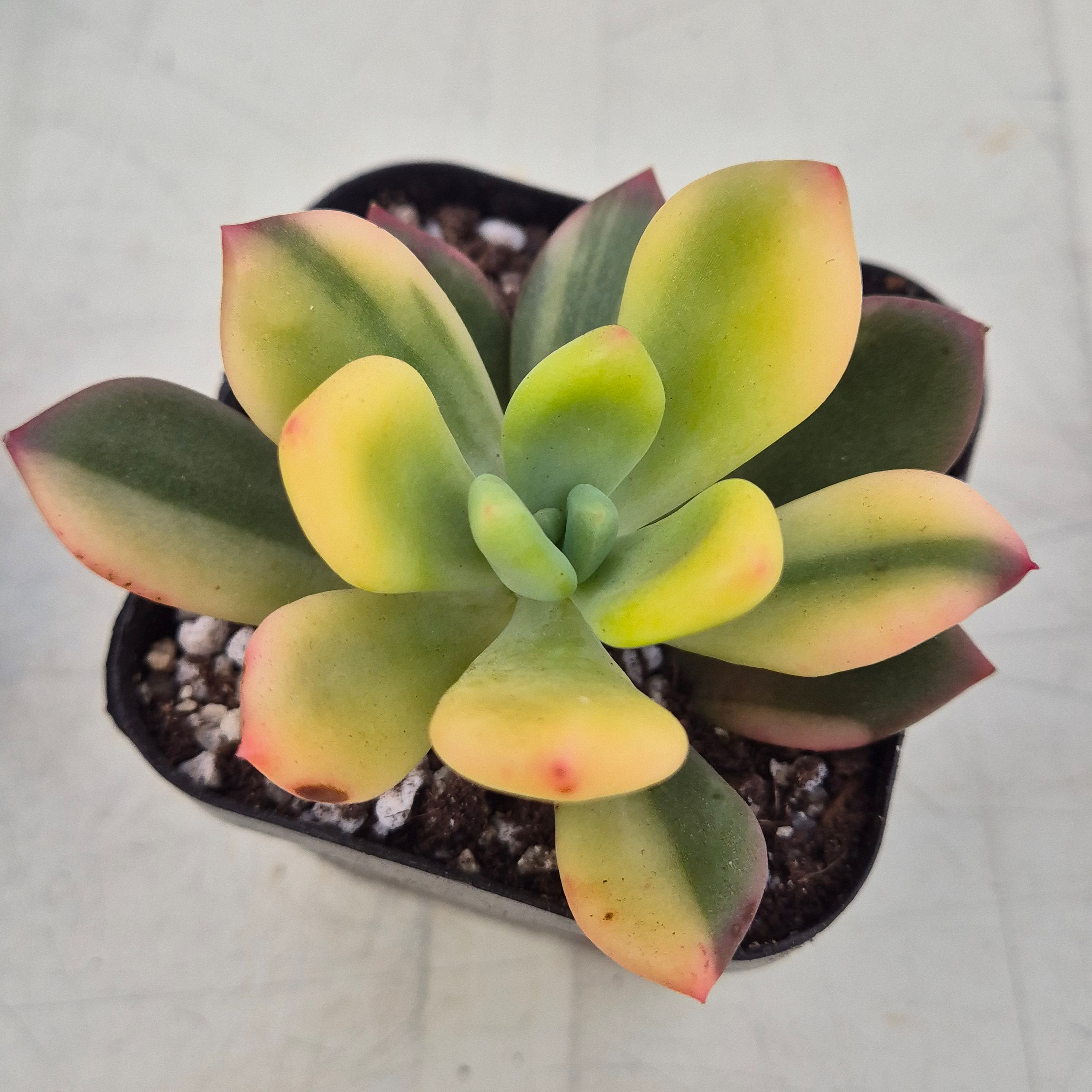 Pachyphytum Doctor Cornelius variegated 