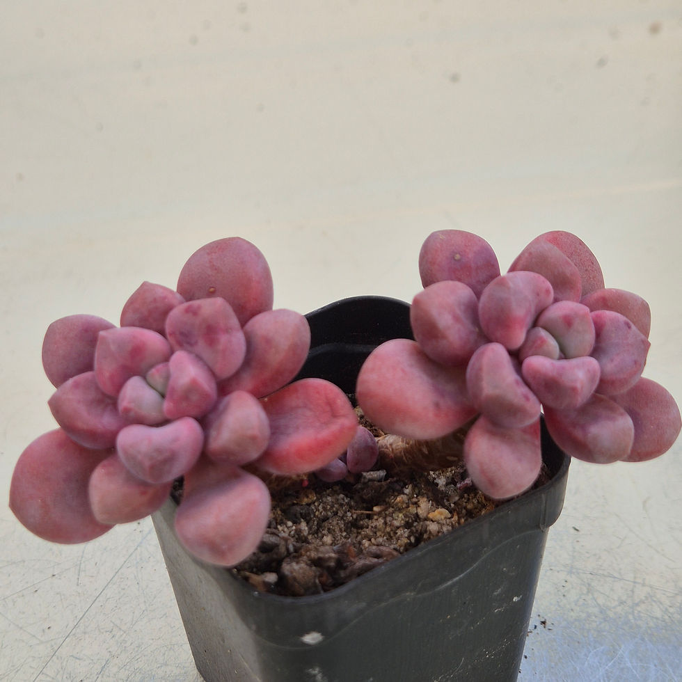 Echeveria PolariHeart 