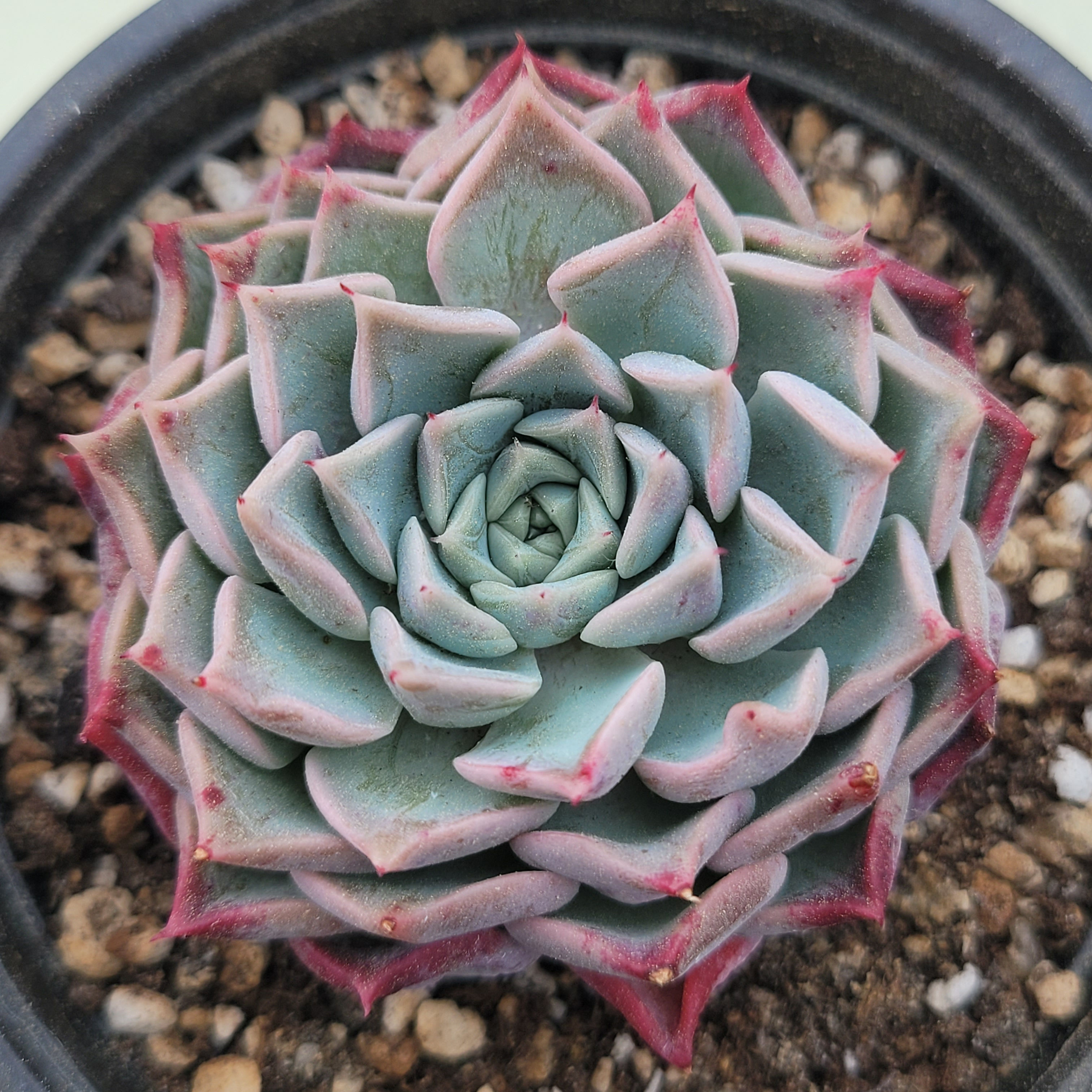 Echeveria Dam Hong 