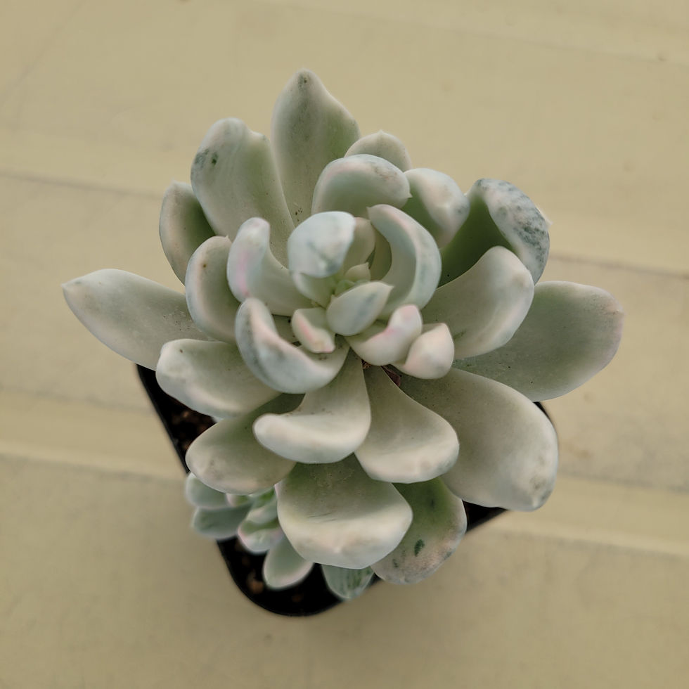 Thumbnail: Pachyphytum Rolly Polly variegated 