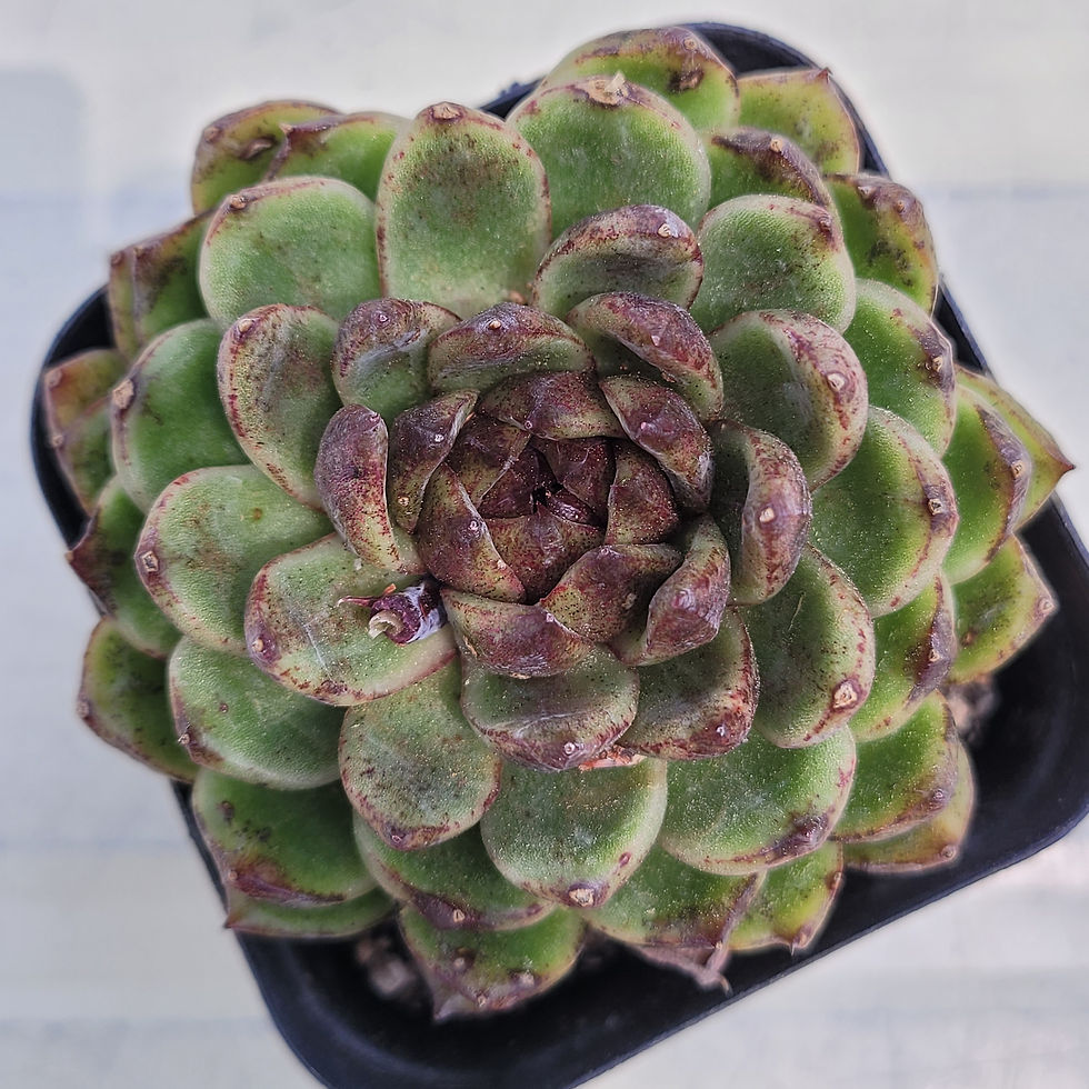 Thumbnail: Echeveria Pushke 