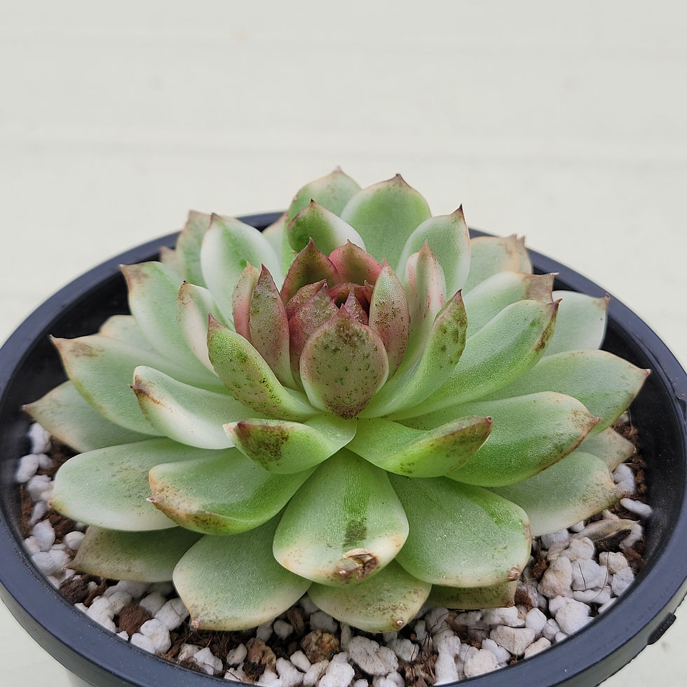 Thumbnail: Echeveria Blood Soul variegated 