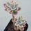 Thumbnail: Echeveria Raindrops variegated 