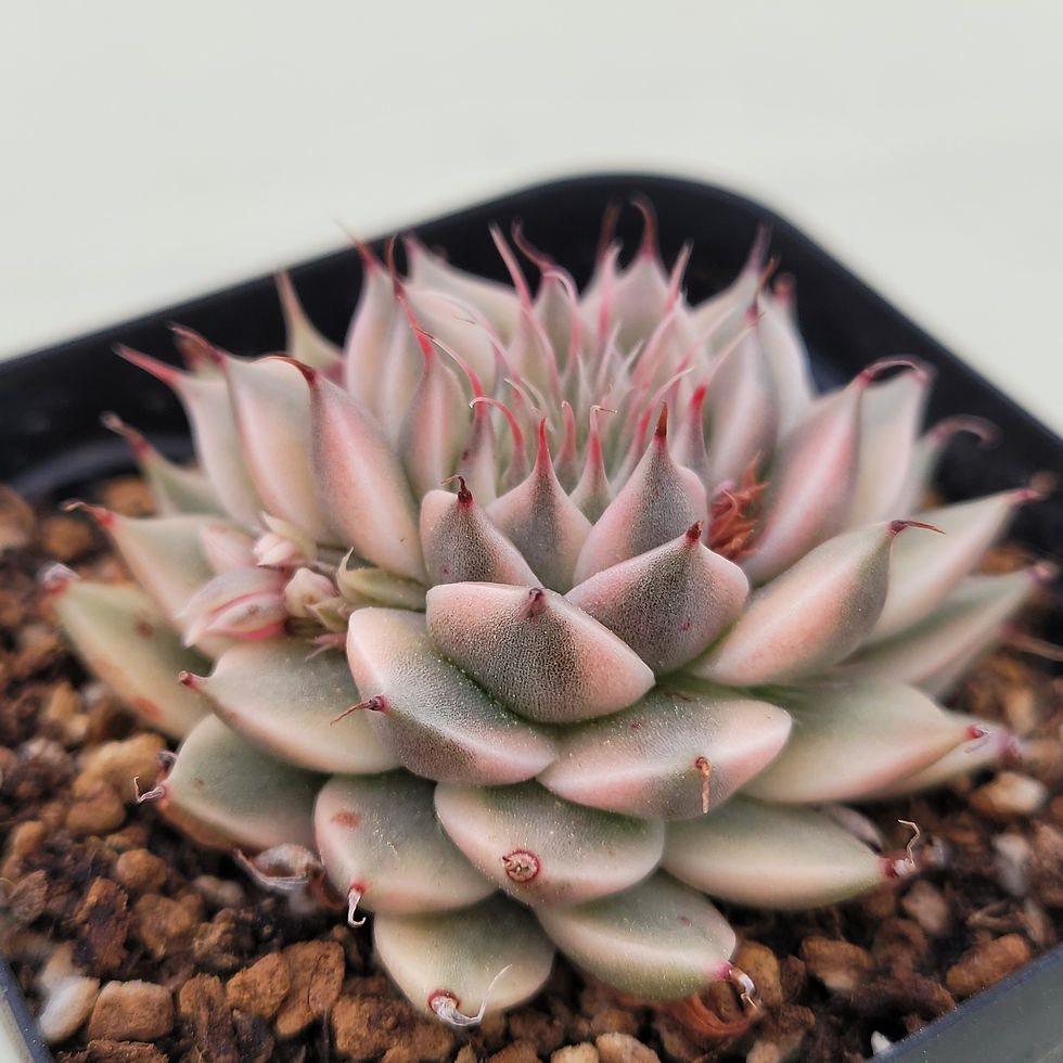 Thumbnail: Graptoveria Silverstar variegated 