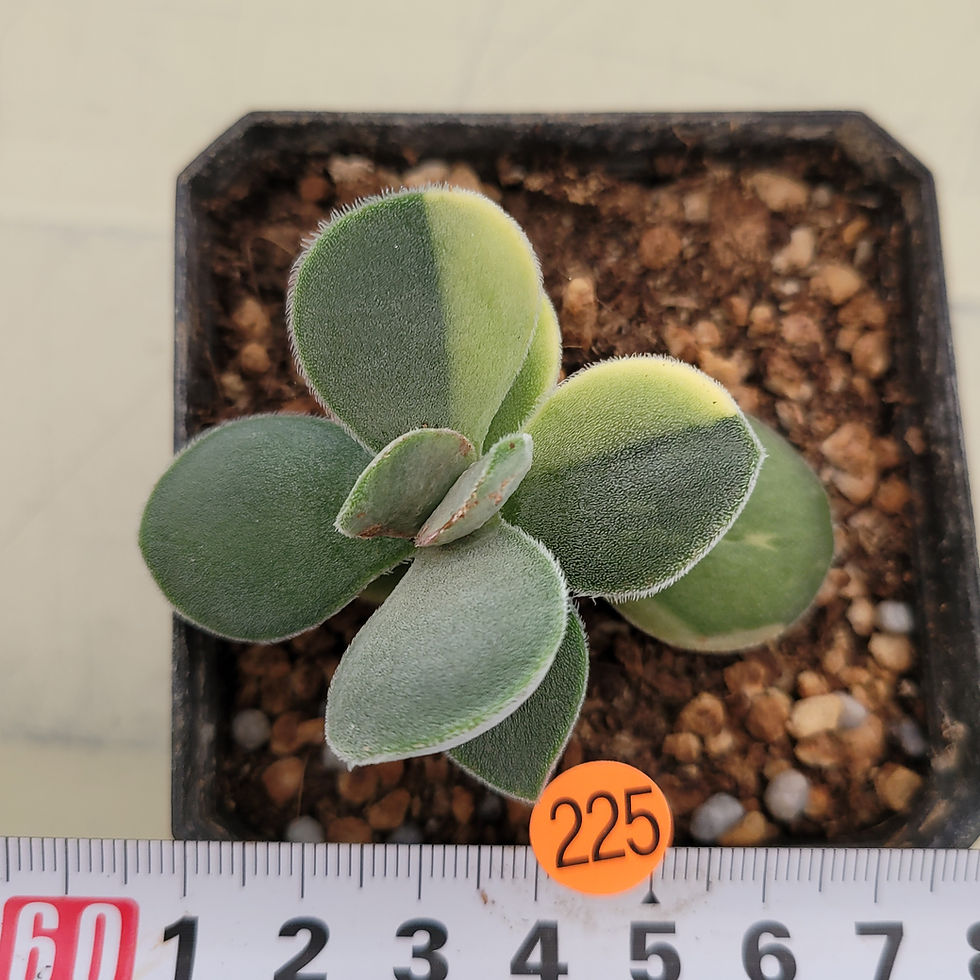 Thumbnail: Crassula Morgans beauty variegated 
