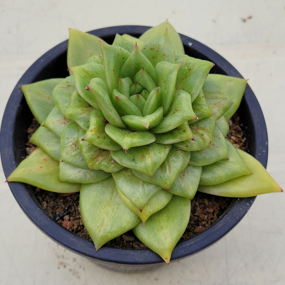 Thumbnail: Echeveria Green Rose variegated 