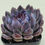 Thumbnail: Echeveria Gemstone 