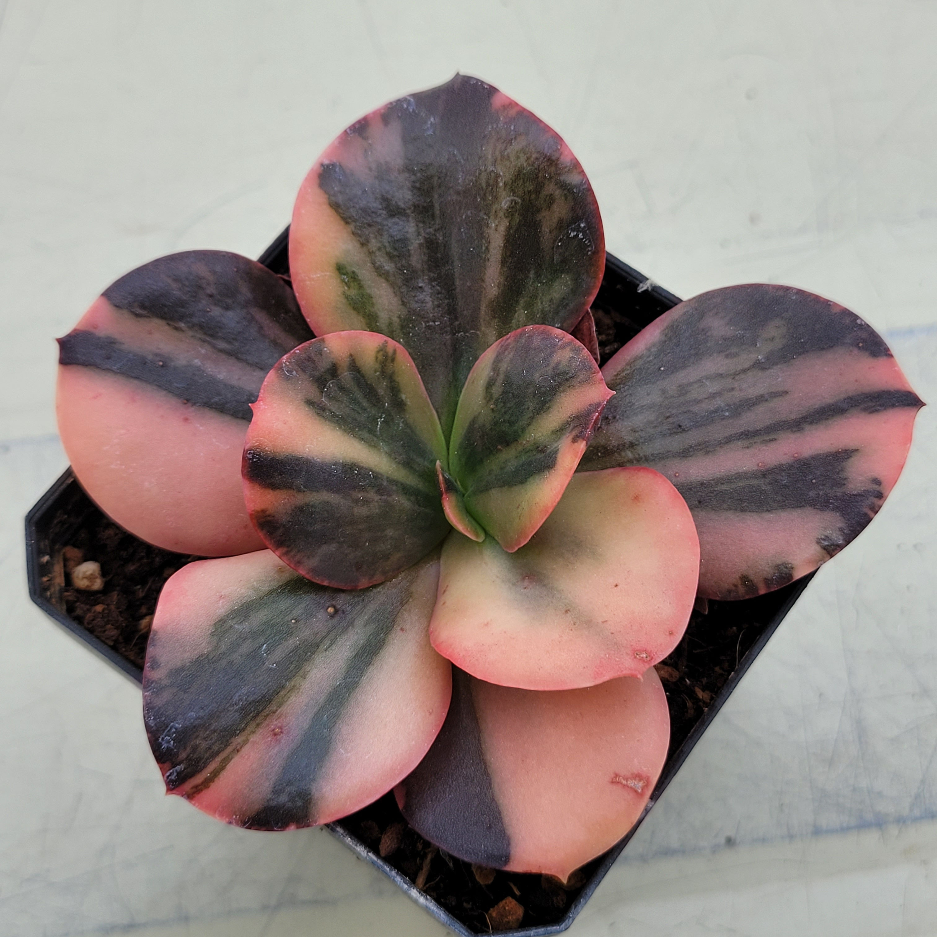 Echeveria Prima Donna variegated 