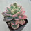 Thumbnail: Echeveria Pink Vera variegated 