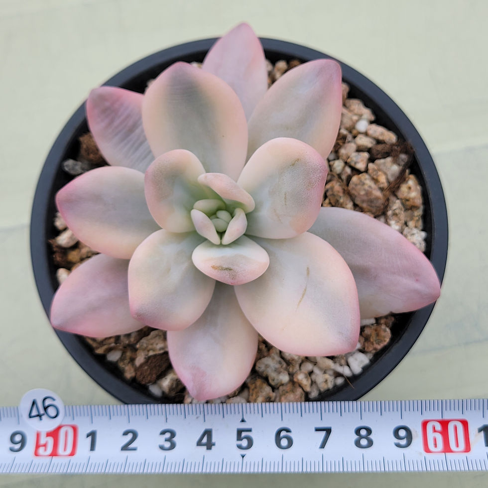 Thumbnail: Pachyphytum Pink Frevel variegated 