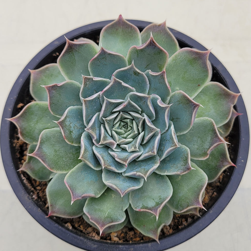 Thumbnail: Echeveria Purple Sapphire 