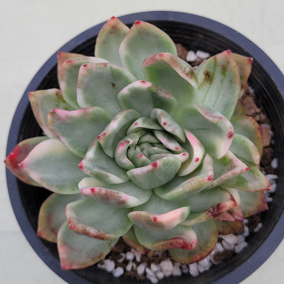 Thumbnail: Echeveria Crimson Lilac variegated 