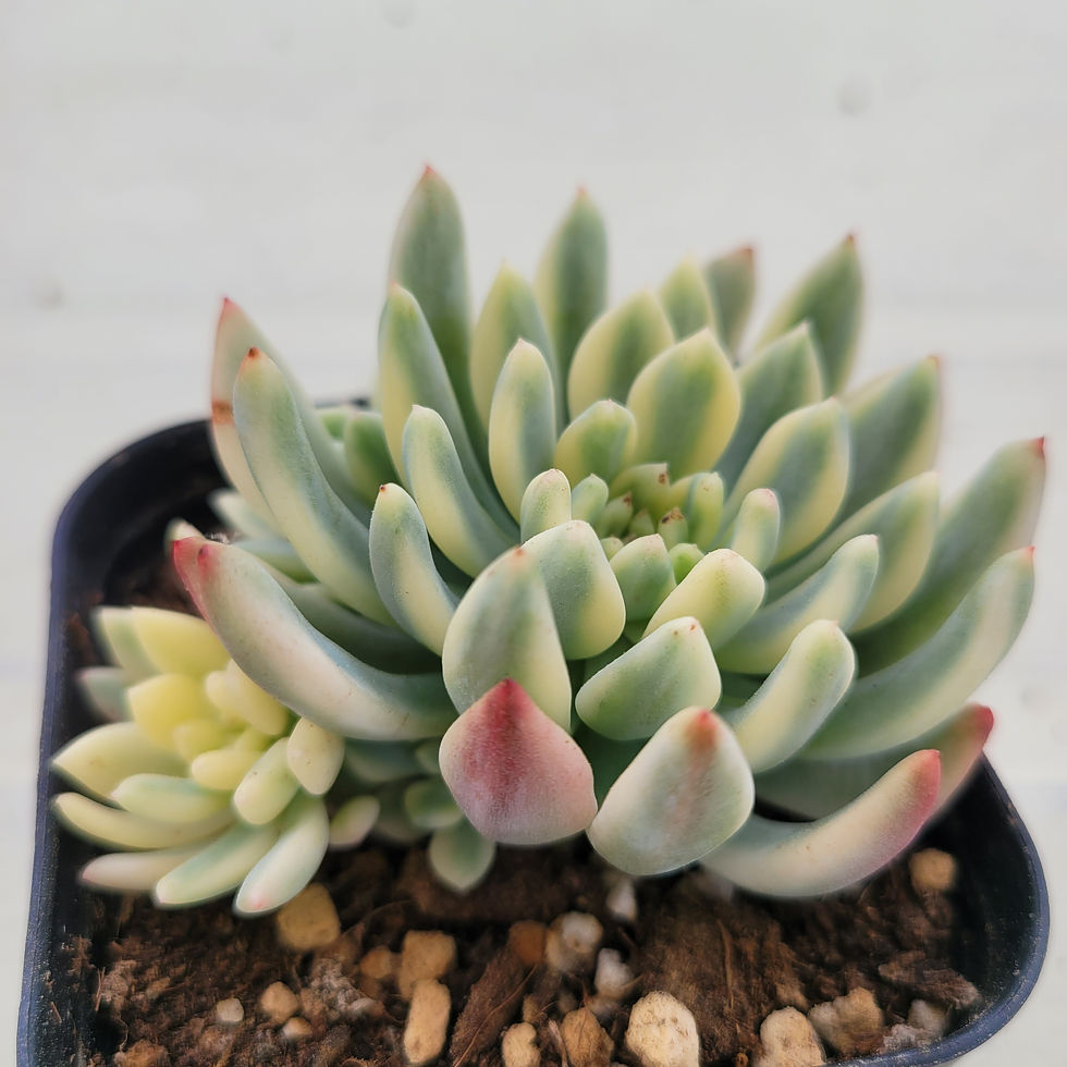 Thumbnail: Echeveria Blue elf variegated 
