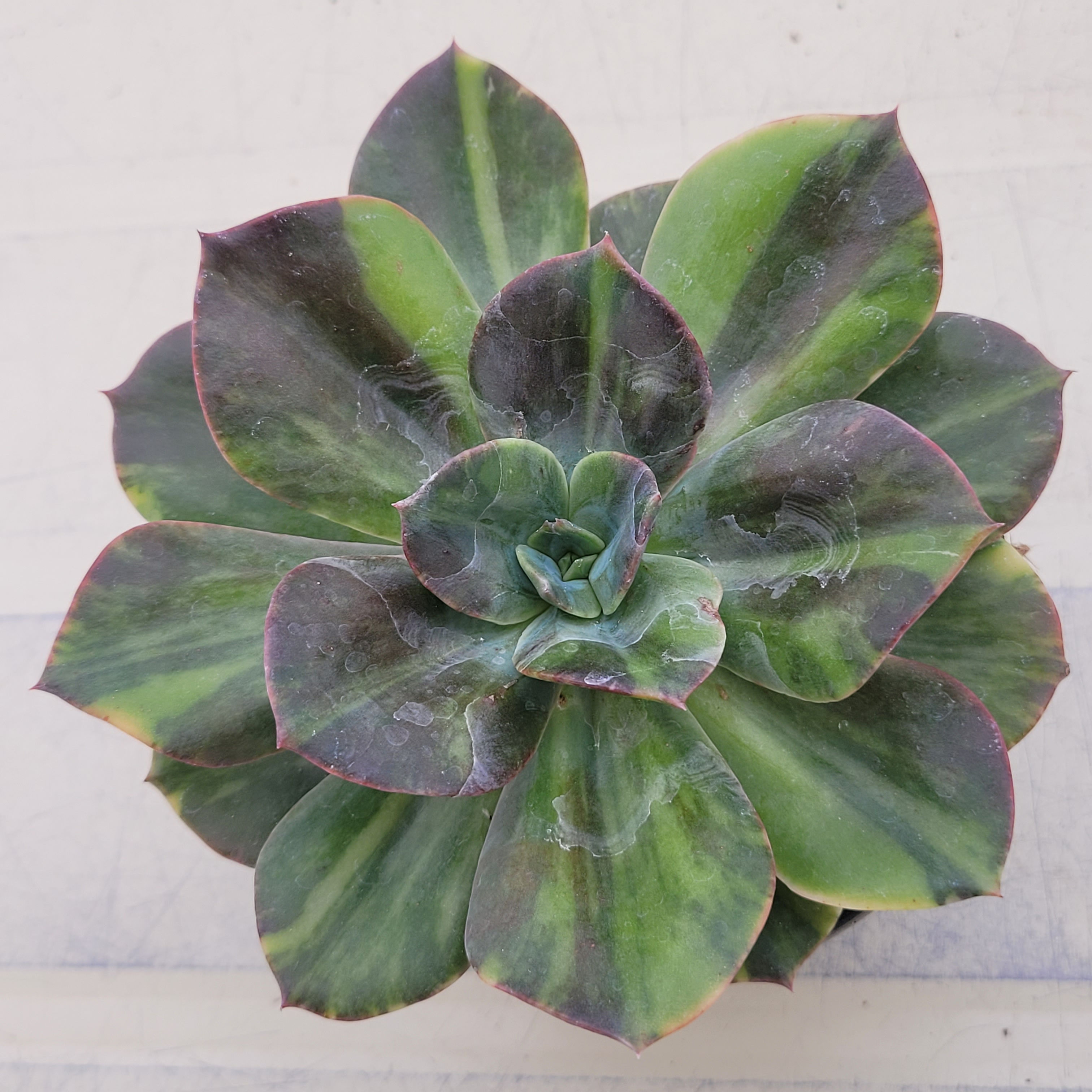 Echeveria Blue Metall variegated 